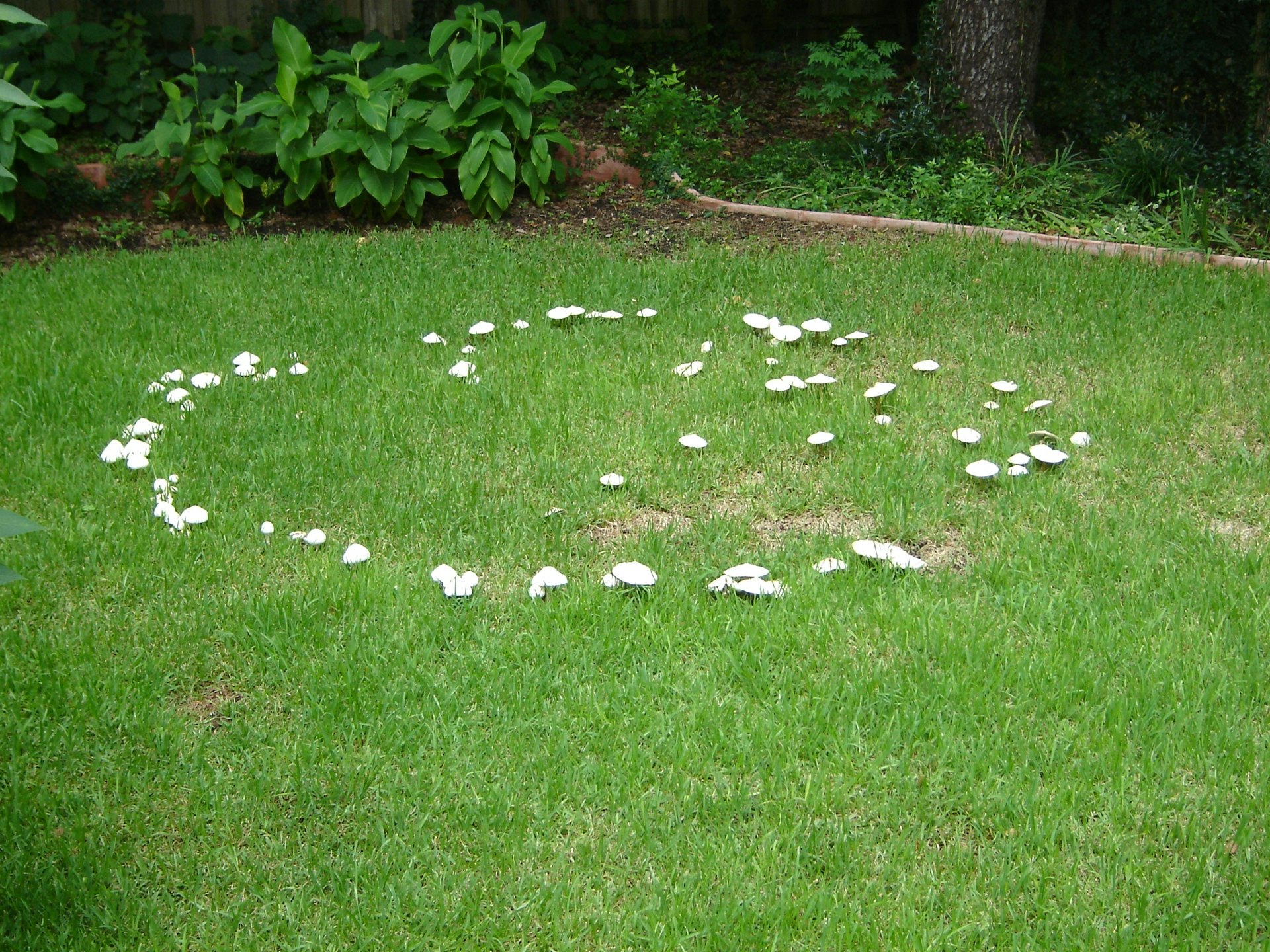 Puff balls. How to get rid of them? : r/lawncare