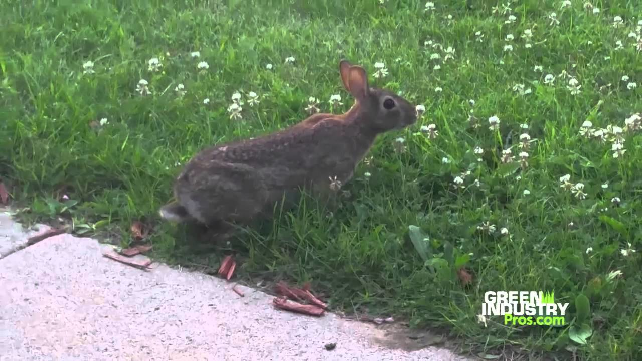 Sustainable Control of White Clover - Video