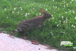 Sustainable Control of White Clover - Video