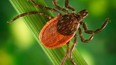 Deer Tick 55ddfef2da9f3