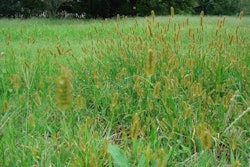 Yellow Foxtail