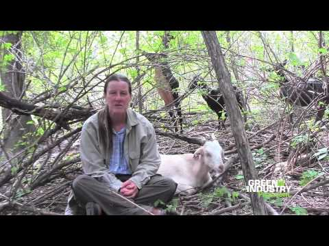 We&rsquo;re Not Kidding Around - There Are Goats in the Business