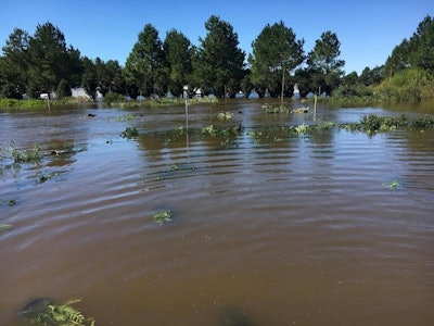Image of Nursery South in Lumberton, NC – October 10, 2016