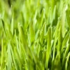 Grass 591e18132b187