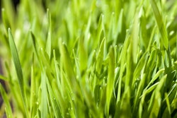 Grass 591e18132b187