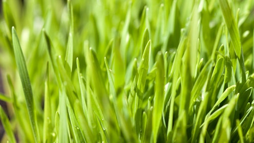 Grass 591e18132b187