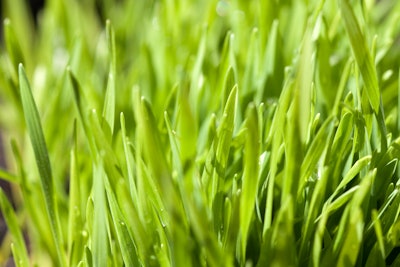 Grass 591e18132b187