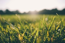 Grass 5936c497e6898