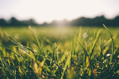 Grass 5936c497e6898