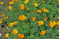 Living Mulch 5963cbcaac64f