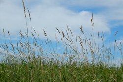 Tall Grass 5963c5596f08f