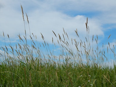 Tall Grass 5963c5596f08f