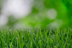 nature garden grass lawn 595e62633c0a8