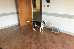 TurfMutt explores the new headquarters during renovations.