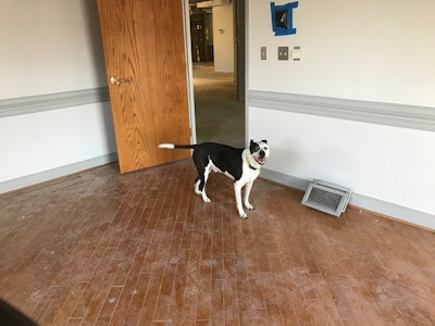 TurfMutt explores the new headquarters during renovations.