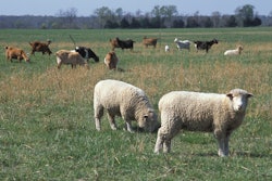 Sheep and goats 59932977bb67d