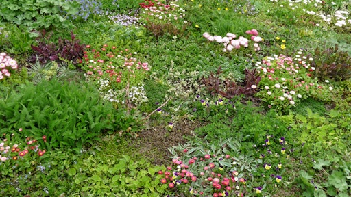Tapestry lawn recently planted 59932b892aad1