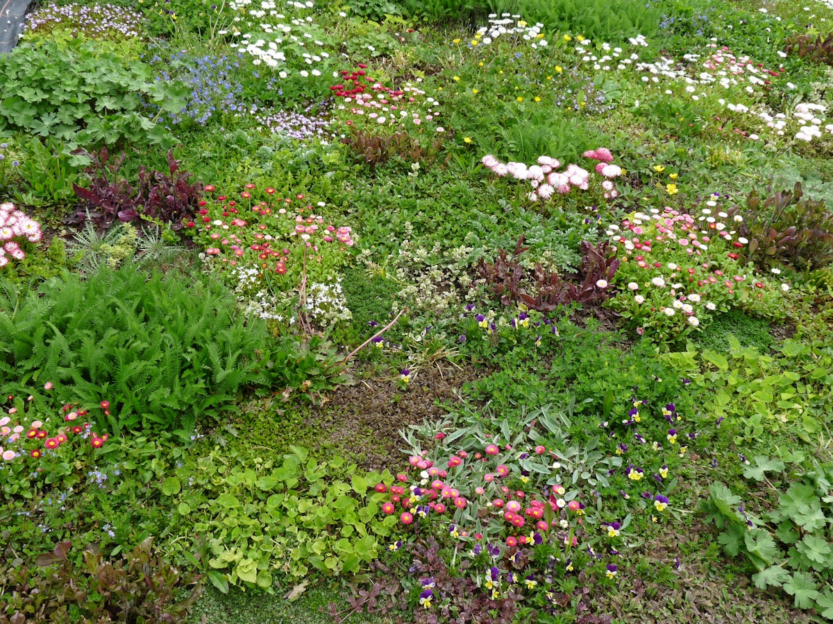 Ground Covers Good for Replacing Grass or Gravel, and Feeding Bees