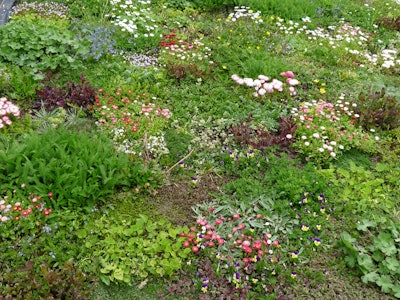 Tapestry lawn recently planted 59932b892aad1