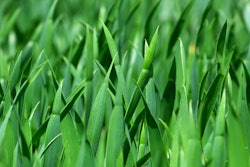grass 383284 1920 5980f1847a2e8