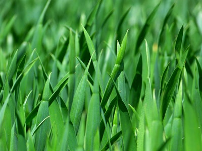 grass 383284 1920 5980f1847a2e8