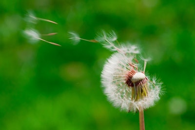 Blown dandelions green background 59c0153b30a73