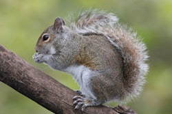 Eastern Grey Squirrel 59b1b16f44747