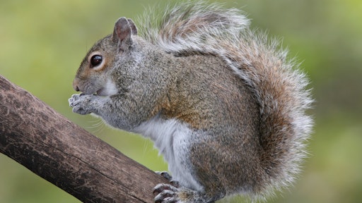 Eastern Grey Squirrel 59b1b16f44747