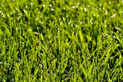 Grass 59b1bfca94d25