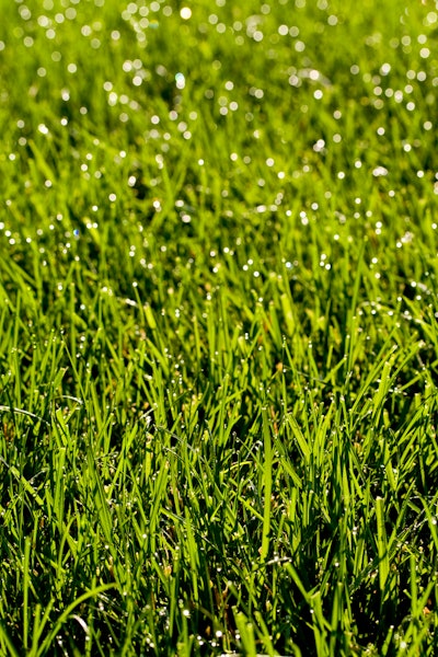 Grass 59b1bfca94d25
