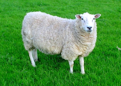 Sheep 59a984d399245
