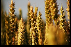 Wheat Chaff 59c0867cadd32