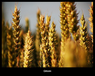 Wheat Chaff 59c0867cadd32