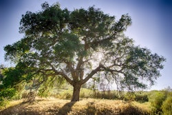 oak tree and sun 59cd6f5a183dd