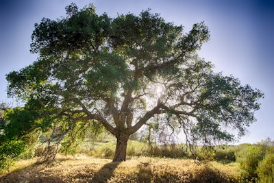 oak tree and sun 59cd6f5a183dd