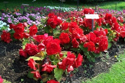 Annuals 59dbacdf55df0