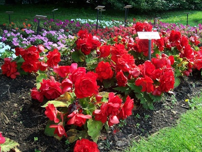 Annuals 59dbacdf55df0