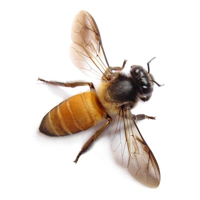 Bee 59d670567b770