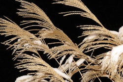Winter Ornamental Grass 59dba2bb9a17e