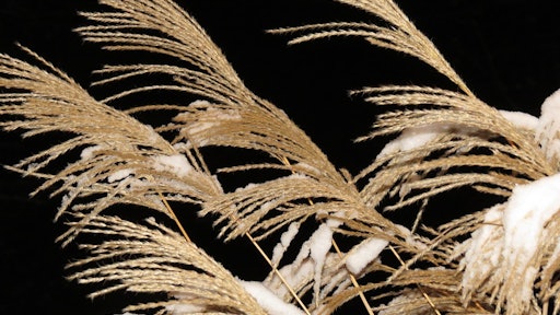 Winter Ornamental Grass 59dba2bb9a17e