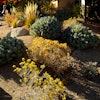 Xeriscaping 59dbaa6eeea45
