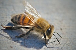 Africanized Bee 5a1c55dd8ac53