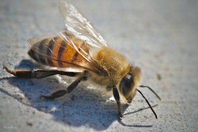 Africanized Bee 5a1c55dd8ac53