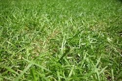 Natural Botanical Lawn Organic Plant Ground Grass 240831 5a3c2882b9a6c