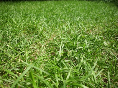 Natural Botanical Lawn Organic Plant Ground Grass 240831 5a3c2882b9a6c