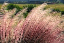 ornamentals grass 2060600 1280 5a4538ad09aa3