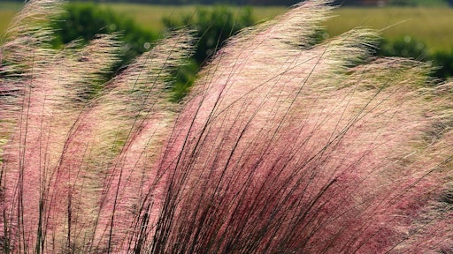 ornamentals grass 2060600 1280 5a4538ad09aa3