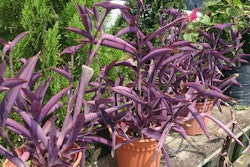 Purple Heart Tradescantia pallida 1 5a60fe4a375c1