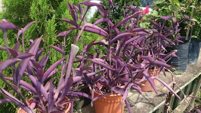 Purple Heart Tradescantia pallida 1 5a60fe4a375c1