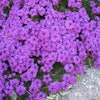 Verbena Purple 1 5a6a11de11151